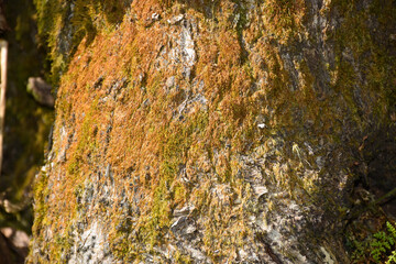 Tree Trunk covered with Moss
