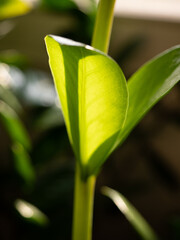 Close-up of young sprouts among the bright green leaves of the home plant zamioculcas in the morning sun