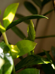 Close-up of young sprouts among the bright green leaves of the home plant zamioculcas in the morning sun