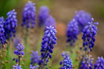 Purple blooming flower Mouse hyacinth in the garden.