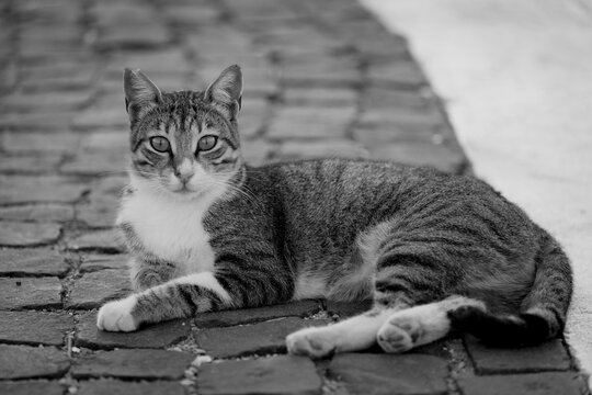 Homeless beautiful cat looking straight into the camera. Cat is posing on the pavement. Black and white photo.