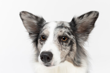A close-up of a Border Collie dog's muzzle with erect ears against a white background. The dog is...