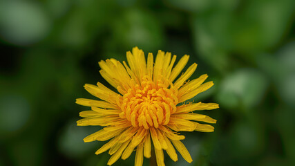 Blooming dandelion flower on green grass.