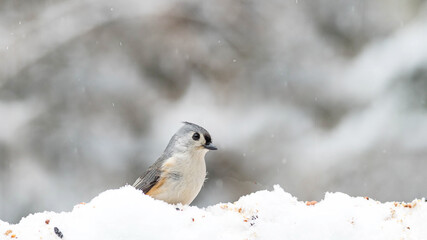 bird on snow