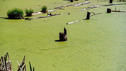 Obraz na płótnie Canvas blooming duckweed on the surface of swamps in the forest.