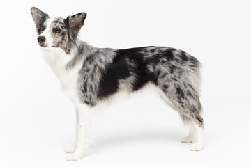 A Border Collie dog stands on a white background and looks looking ahead. The dog is colored in...