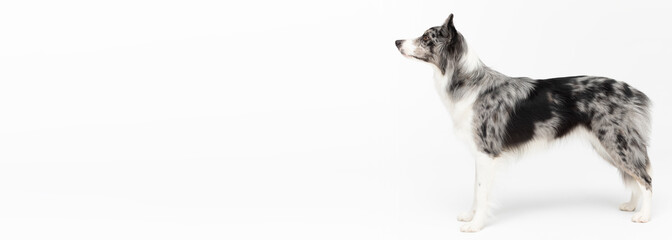 A Border Collie dog stands on a white background and looks looking ahead. The dog is colored in shades of white and black and has long and delicate hair. An excellent herding dog. Panoramic frame.