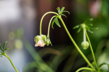 ラナンキュラスのつぼみ