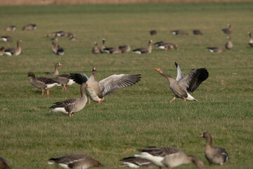 Greylag Goose in the Weerribben the Netherlands.