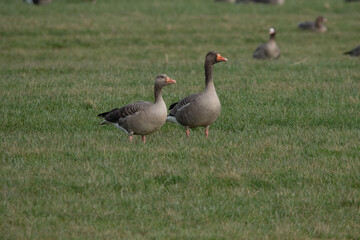 Greylag Goose in the Weerribben the Netherlands.