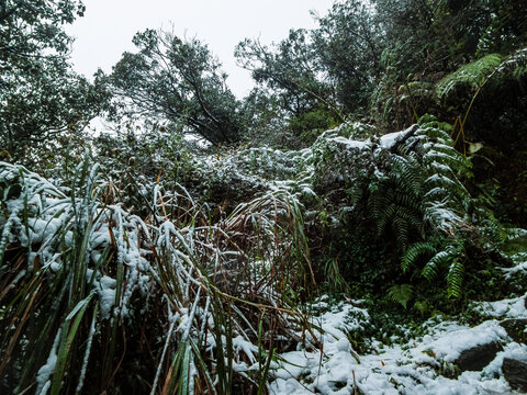 Wintry Subtropical Mountain Plants. Mountain Field  Plants During the Severe Cold Wave in Qixing Mountain, Taiwan
