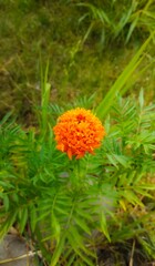orange flower in the garden