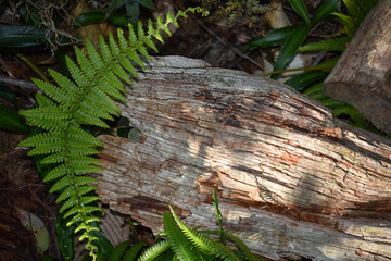 FRESH AND GREEN HIMALAYAN FERN and ROTTEN LOG