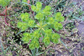 A sun spurge in close-up during a sunny day, sun spurge yellowish flowers and immature fruit