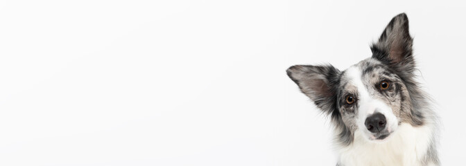 A close up of a dog's tilted muzzle as a sign of misunderstanding, a Border Collie breed with eared...