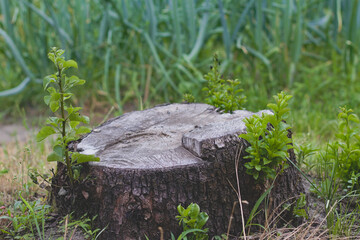 Old stump with young shoots. Small shoots of a pear tree grow from an old stump.