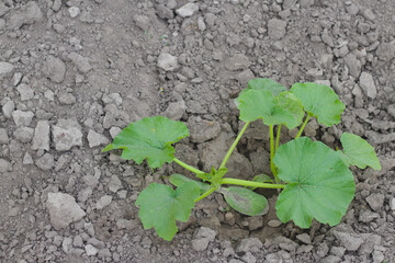Young zucchini sprout grows in the garden.