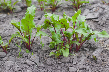 Young beet leaves growth in organic farm.