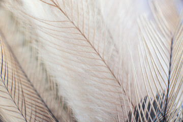 exotic texture feathers background, closeup bird wing. Macro texture of brown feather