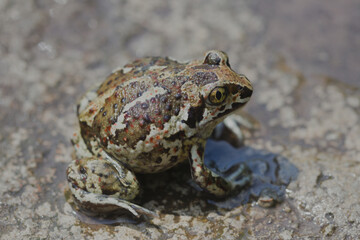 A small Earth frog sits on the ground. Close up.
