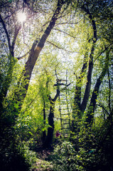 wooden ladder in the tree in forest