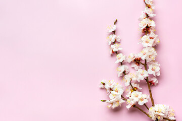 Fototapeta na wymiar Sprigs of the apricot tree with flowers on pink background. Place for text. The concept of spring came, mother's day, 8 march Top view. Flat lay Hello march, april, may