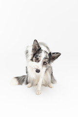 A Border Collie dog has a paw on its nose because it is ashamed of its bad behavior. The dog is colored in shades of white and black and has long and delicate hair. An excellent herding dog.