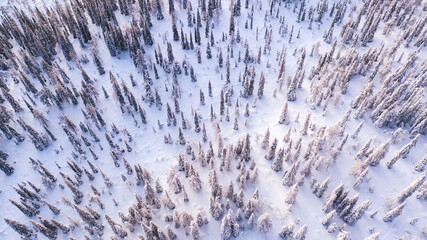 Aerial view from drone of frozen snowy peaks of endless coniferous forest trees in Lapland National park environment, bird’s eye top view of famous natural landmark in Riisitunturi on winter season