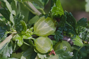 Gooseberries in the garden close up