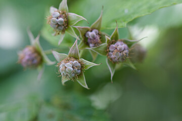 Unripe raspberry berries close up