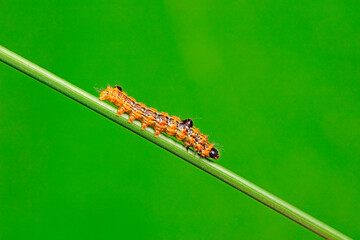The larvae of the moth inhabit wild plants in North China