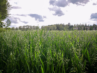 Fototapeta na wymiar green oat field in the beginning of summer