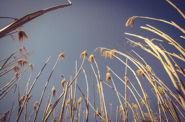 blades of pampas grass on blue sky