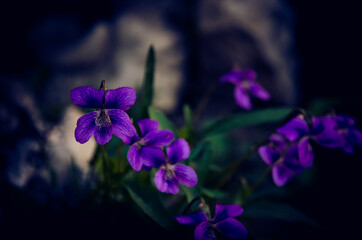Fototapeta na wymiar scented purple viola flower