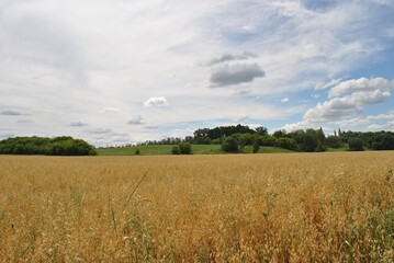 wheat field and blue sky