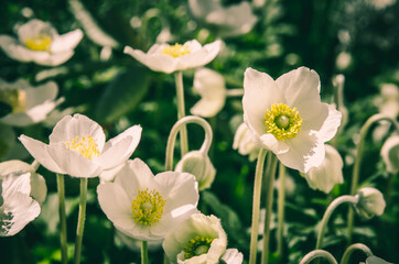 wild anemone flowers blooming in sunny day