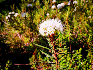 white marsh tea is blooming