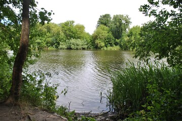 lake in the forest