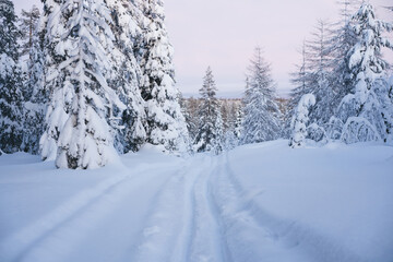 Fototapeta na wymiar Scenery of winter coniferous forest with trodden path