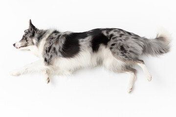 A Border Collie dog on a white background is lying on its side and resting. Top view. The dog is...