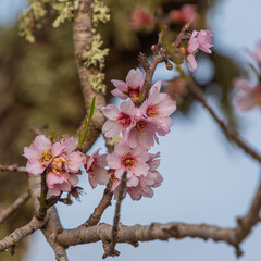 Almond Tree Blossom
