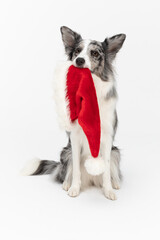 The dog is sitting and holding a red Santa Claus hat with a white pompom in its mouth. Border Collie dog in shades of white and black, and long and fine hair. An excellent herding dog.