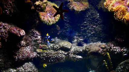 Naklejka na ściany i meble Underwater scene of a reef with fishes in aquarium