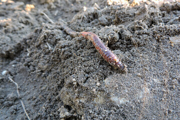A long common earthworm on the ground