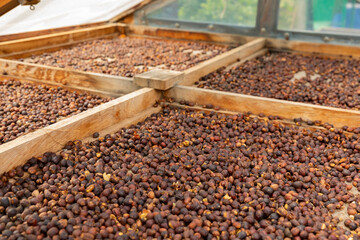 Organic Raw Coffee Beans Drying In Wooden Crate