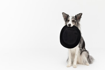 An obliging dog is sitting on his ass with a black hat in his teeth. Border Collie dog in shades of white and black, and long and fine hair. An excellent herding dog.