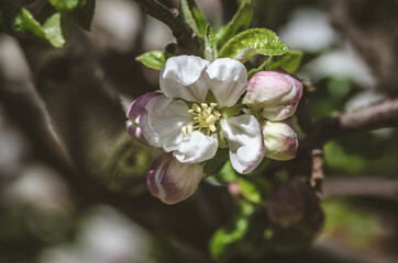 Fototapeta na wymiar spring blooming flowers on fruit tree and blue sky