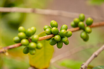 Close-Up Of Fresh Coffee Fruits Growing In Farm