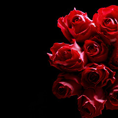 Beautiful red rose on black background
