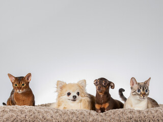 Cats and dogs together, image taken in a studio.